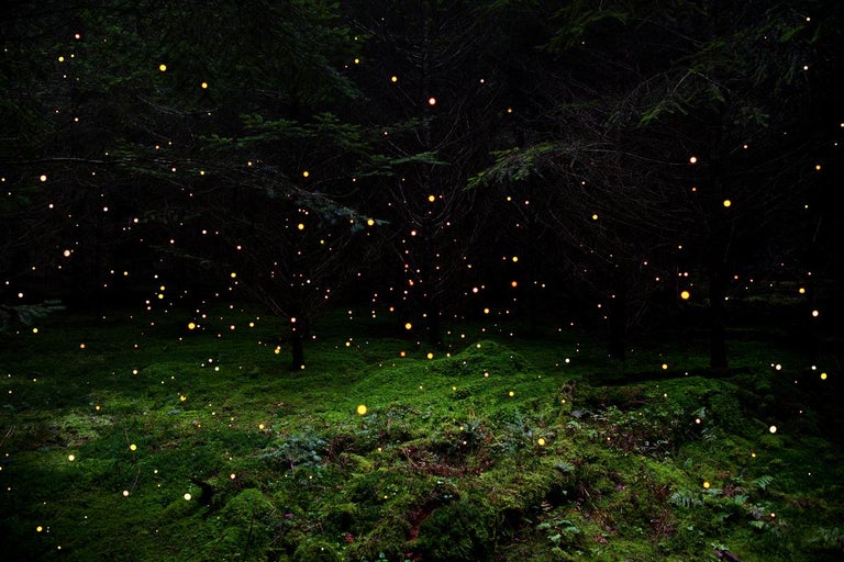 Ellie Davies Color Photograph - Stars 5