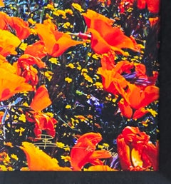 Meadow Dreaming (200 cm), Large Hand Signed Photograph, 40 x 92 in. Framed