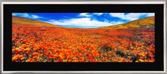 Meadow Dreaming (200 cm), Large Hand Signed Photograph, 40 x 92 in. Framed