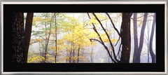 Lost Forest (200 cm), Large Hand Signed Photograph, 40 x 92 in. Framed