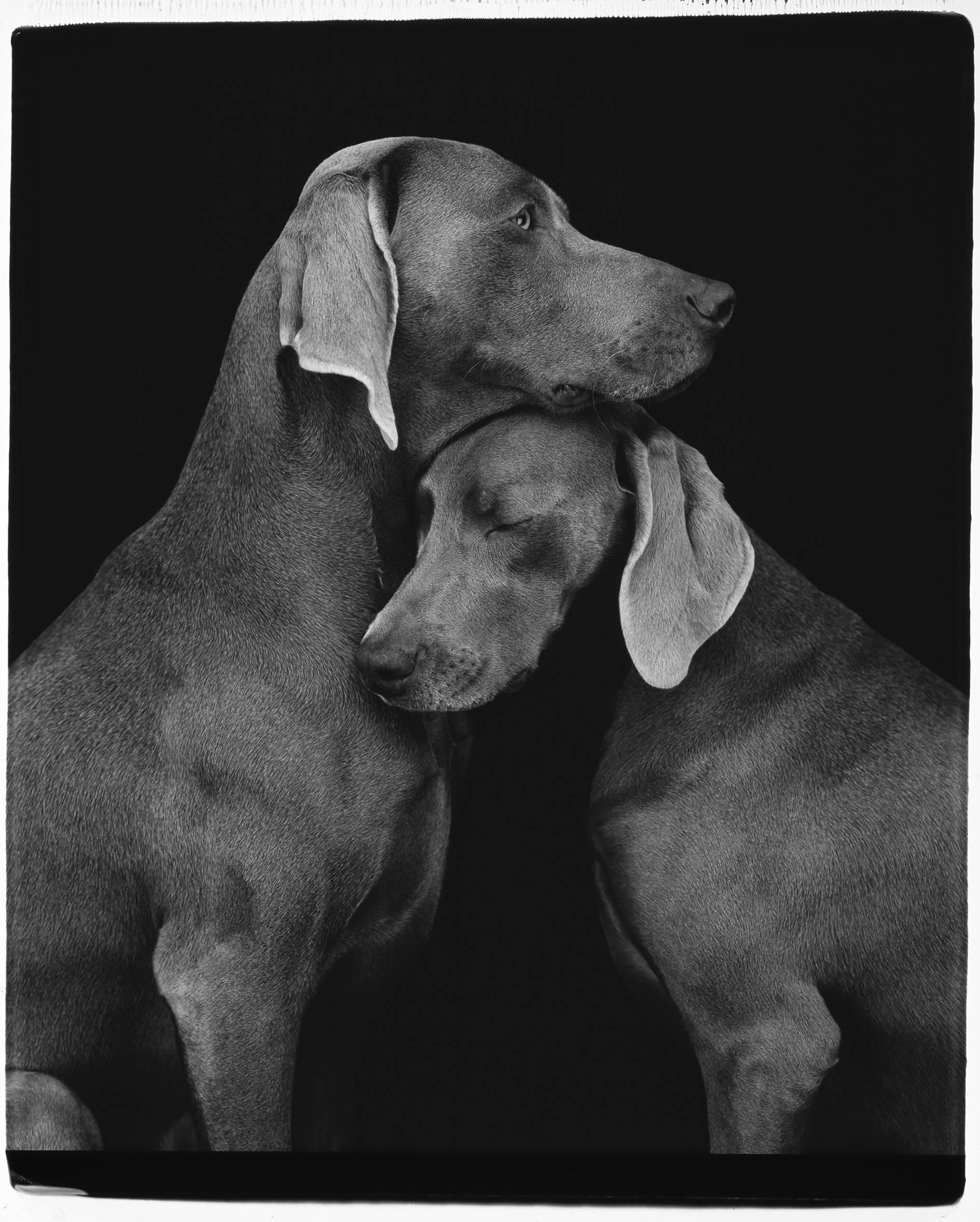 William Wegman Black and White Photograph - Friends