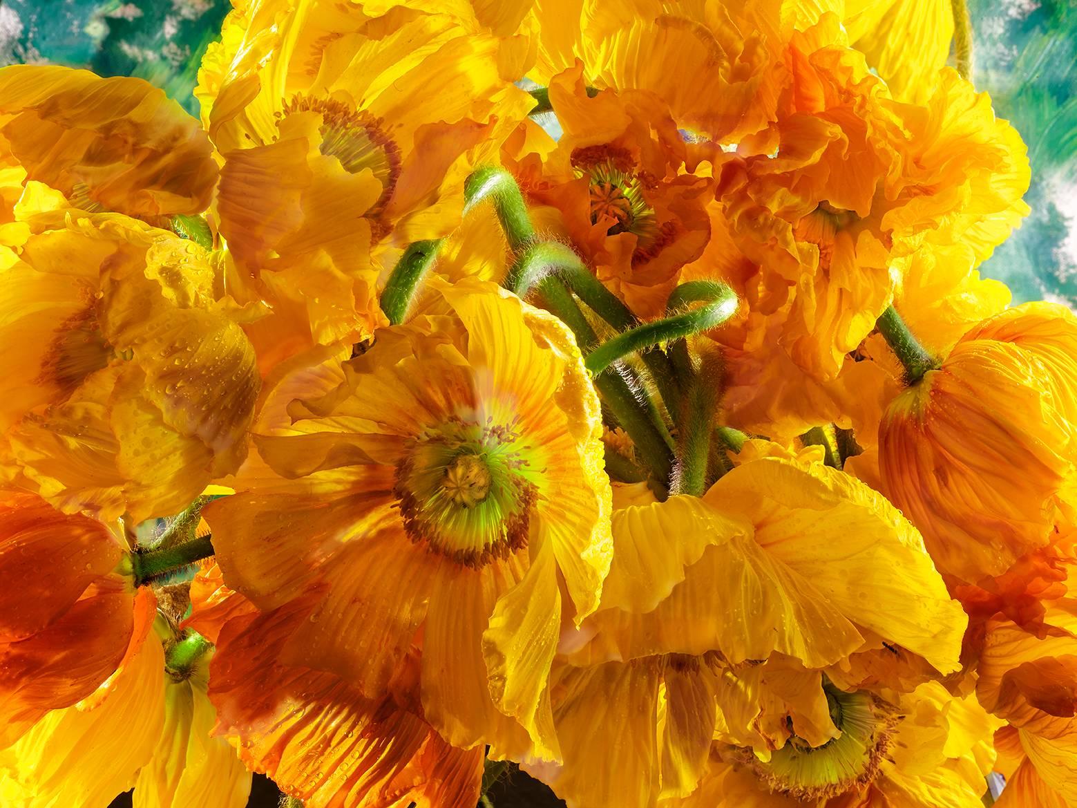 David Bishop Color Photograph - Yellow Poppy