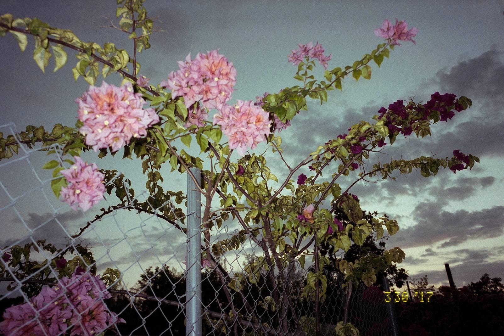 Ivar Wigan Color Photograph - “Fence with Bougainvillea, ” 2015 from the Young Love Series by Ivar W