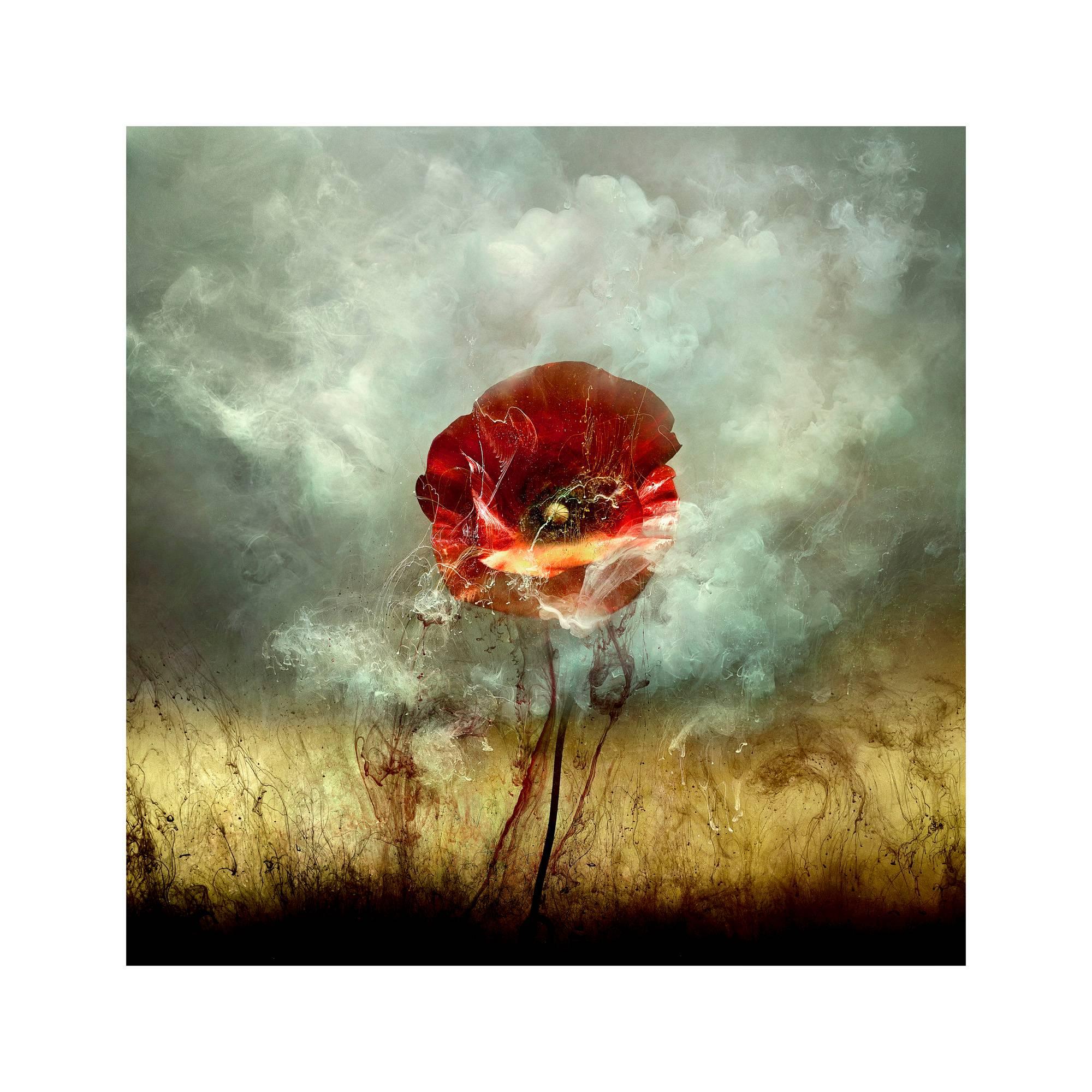 Giles Revell Color Photograph - "War Poppy 1, " 2015 Contemporary Photograph