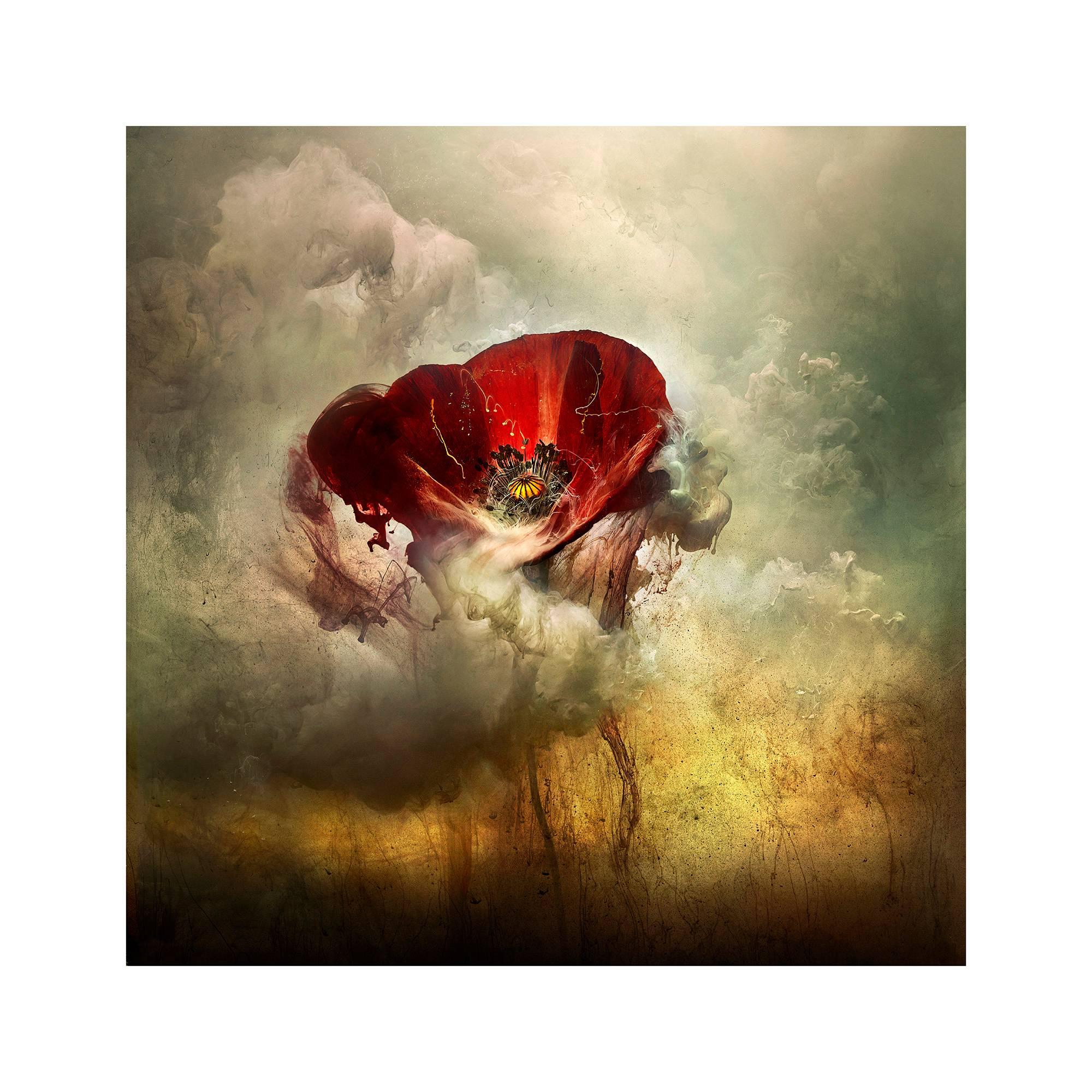 Giles Revell Color Photograph - "War Poppy 3, " 2015 Contemporary Photograph