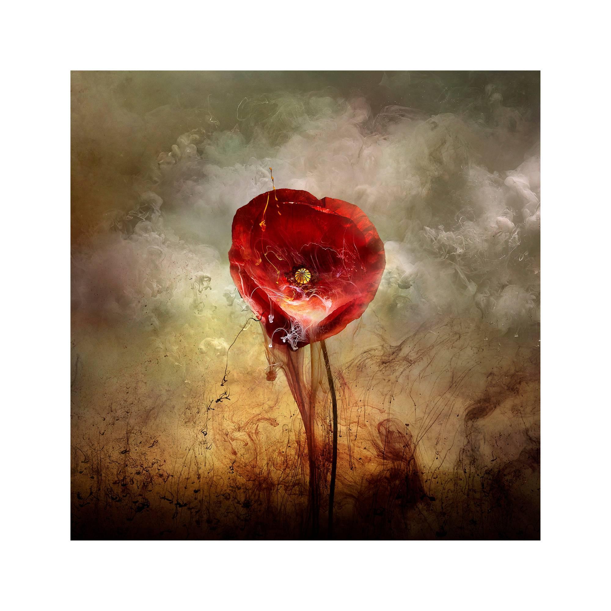 Giles Revell Still-Life Photograph - "War Poppy 4, " 2015 Contemporary Photograph