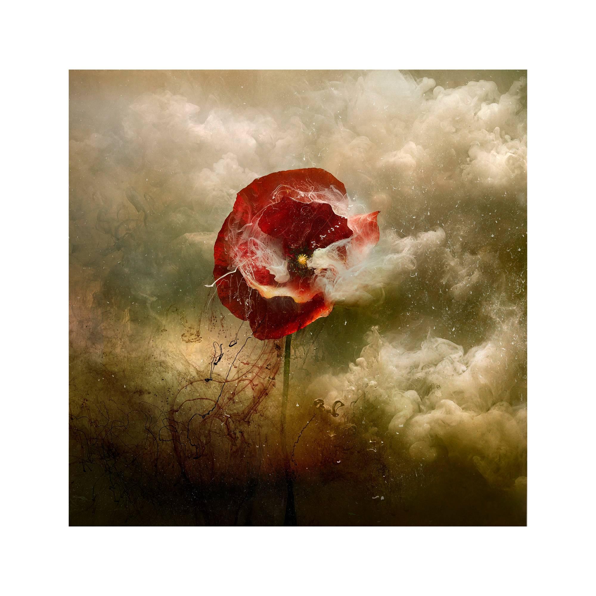 Giles Revell Still-Life Photograph - "War Poppy 5, " 2015 Contemporary Photograph