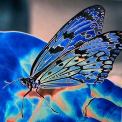 Butterfly Blue, fotografía sobre papel de arroz, edición de 1