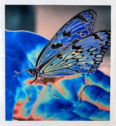 Butterfly Blue, fotografía sobre papel de arroz, edición de 1
