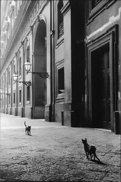 Katzen, Neapel, Italien, Schwarz-Weiß-Straßenfotografie 1950er Jahre, limitierte Auflage 