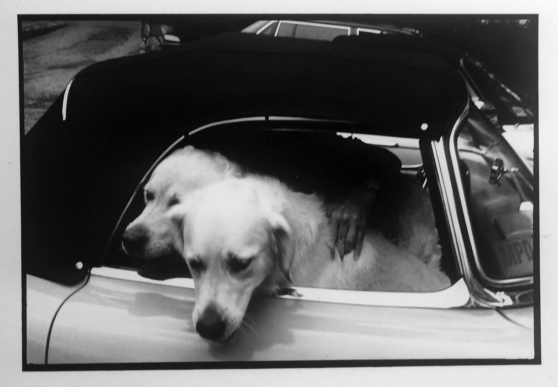 Leonard Freed Black and White Photograph – Hunde, USA, Greenwich, CT,  Schwarz-Weiß-Fotografie von Tieren in Sportwagen