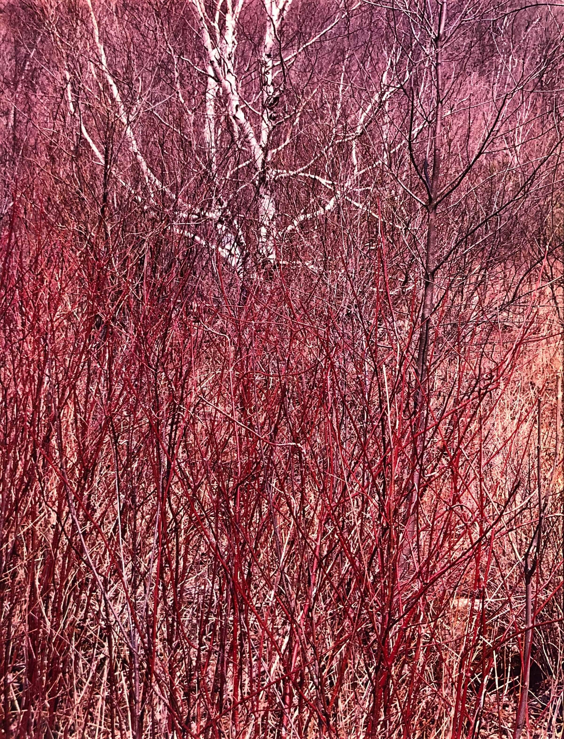 Eliot Porter Landscape Photograph - Red Osier, near Great Barrington, Massachusetts, April 18, 1957 
