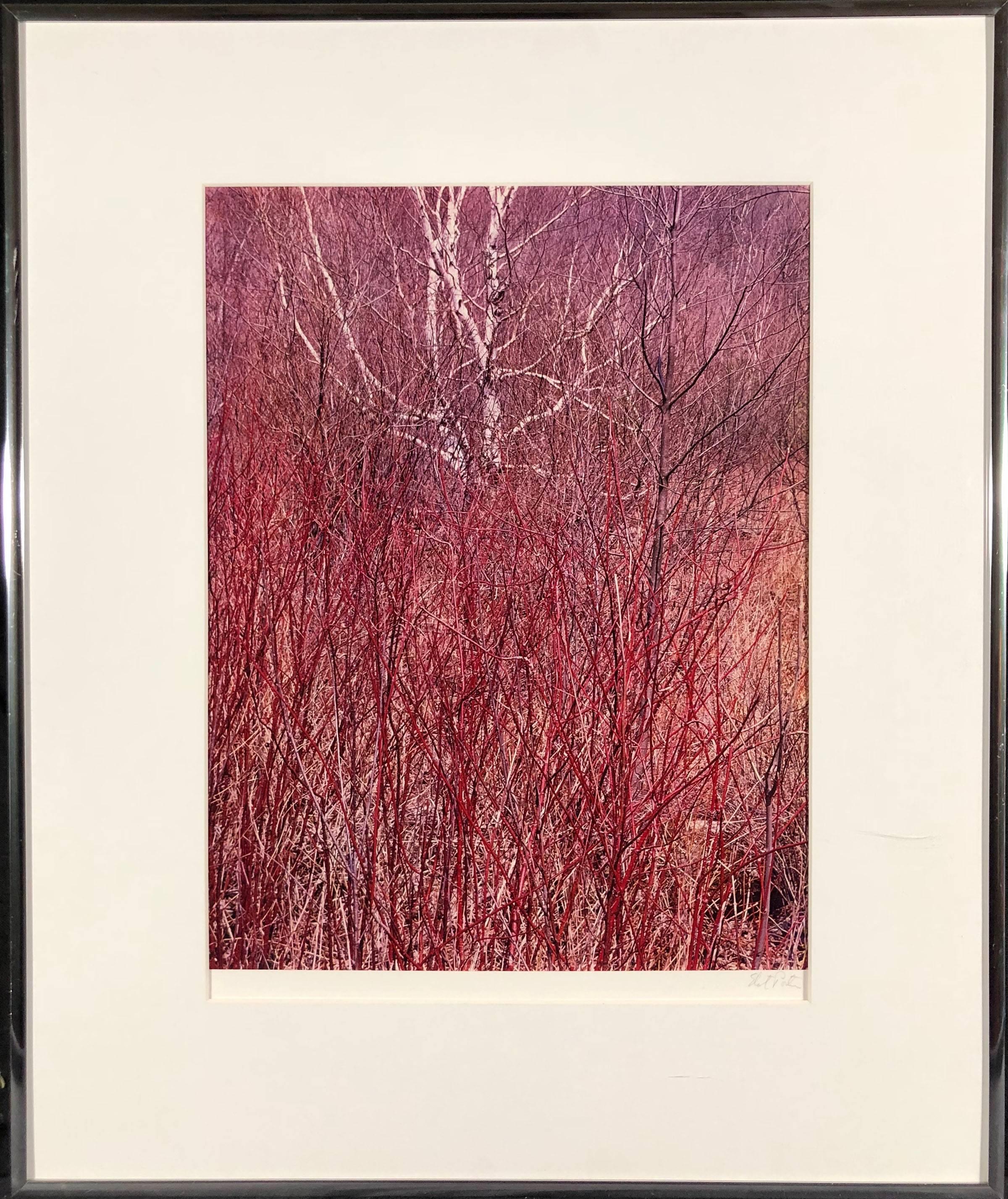 Red Osier, near Great Barrington, Massachusetts, April 18, 1957  - Photograph by Eliot Porter