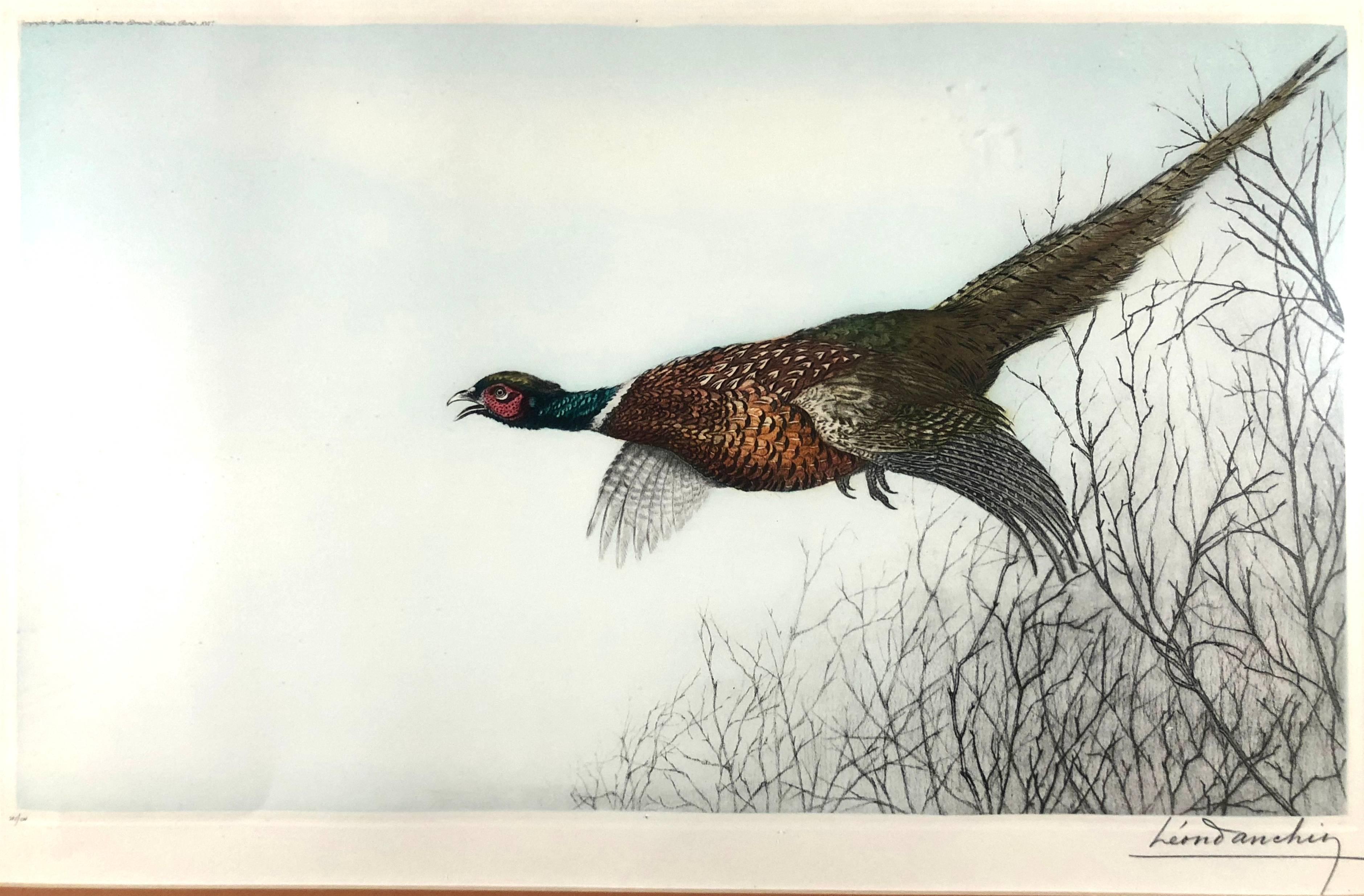 Pheasant in Flight - Print by Leon Danchin
