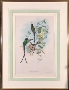 Trachilus Polytmus (Black Hummingbird)