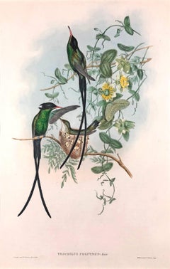 Trachilus Polytmus (Black Hummingbird)