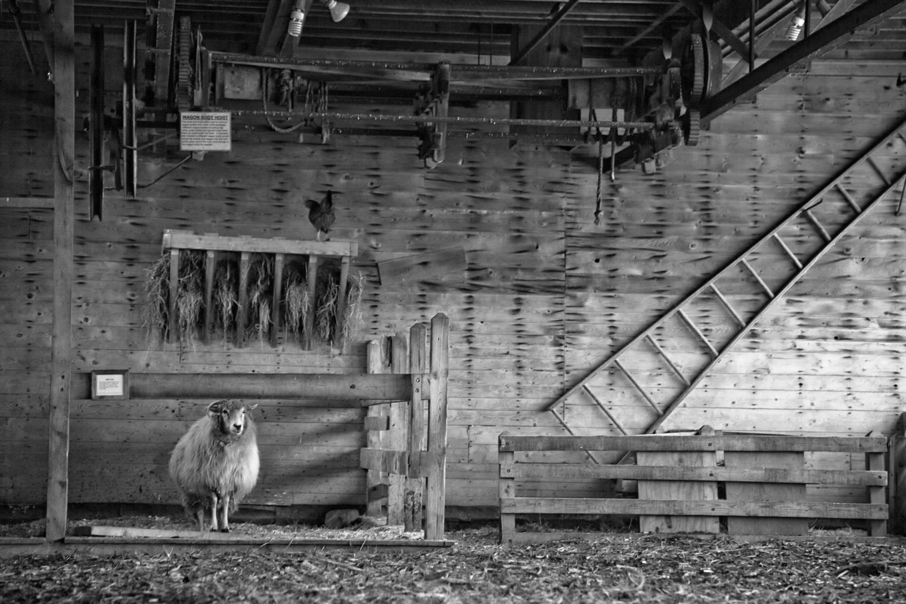 Memphis Barbree Black and White Photograph - Farm Haiku, Shelburne Farms, Vermont