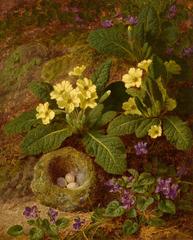 Primroses and Violets