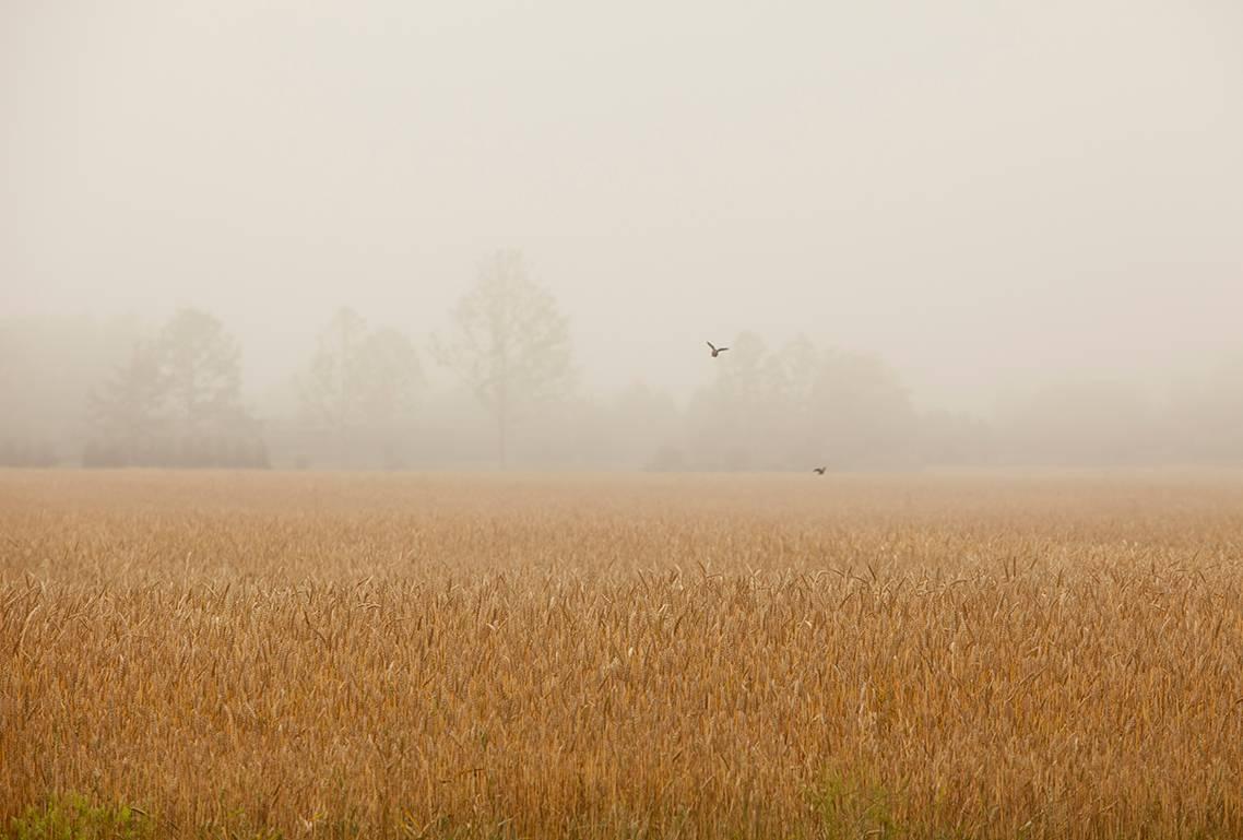 Foggy Fields