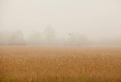 Fields Foggy Fields