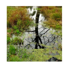 Wetlands #3