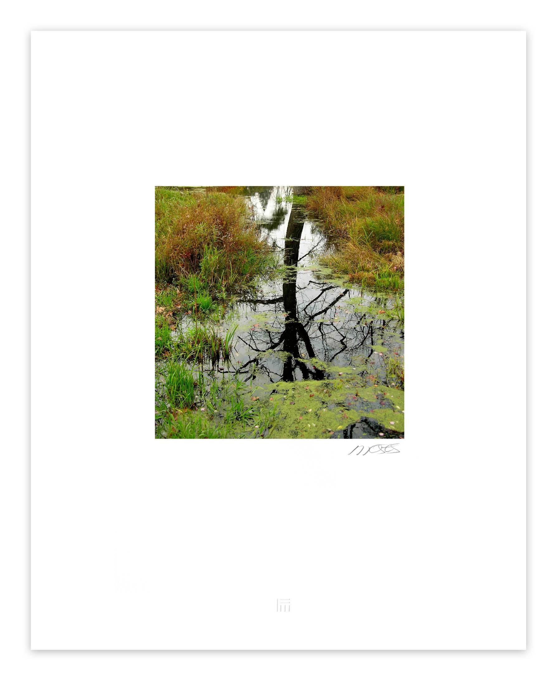 Wetlands #3 - Photograph by Forrest Moses
