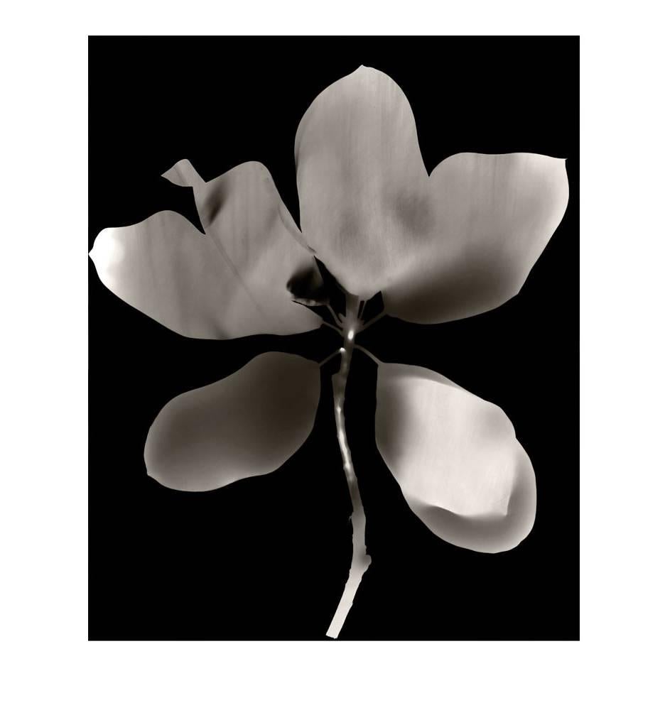 Shirine Gill Still-Life Photograph - Botanique IV