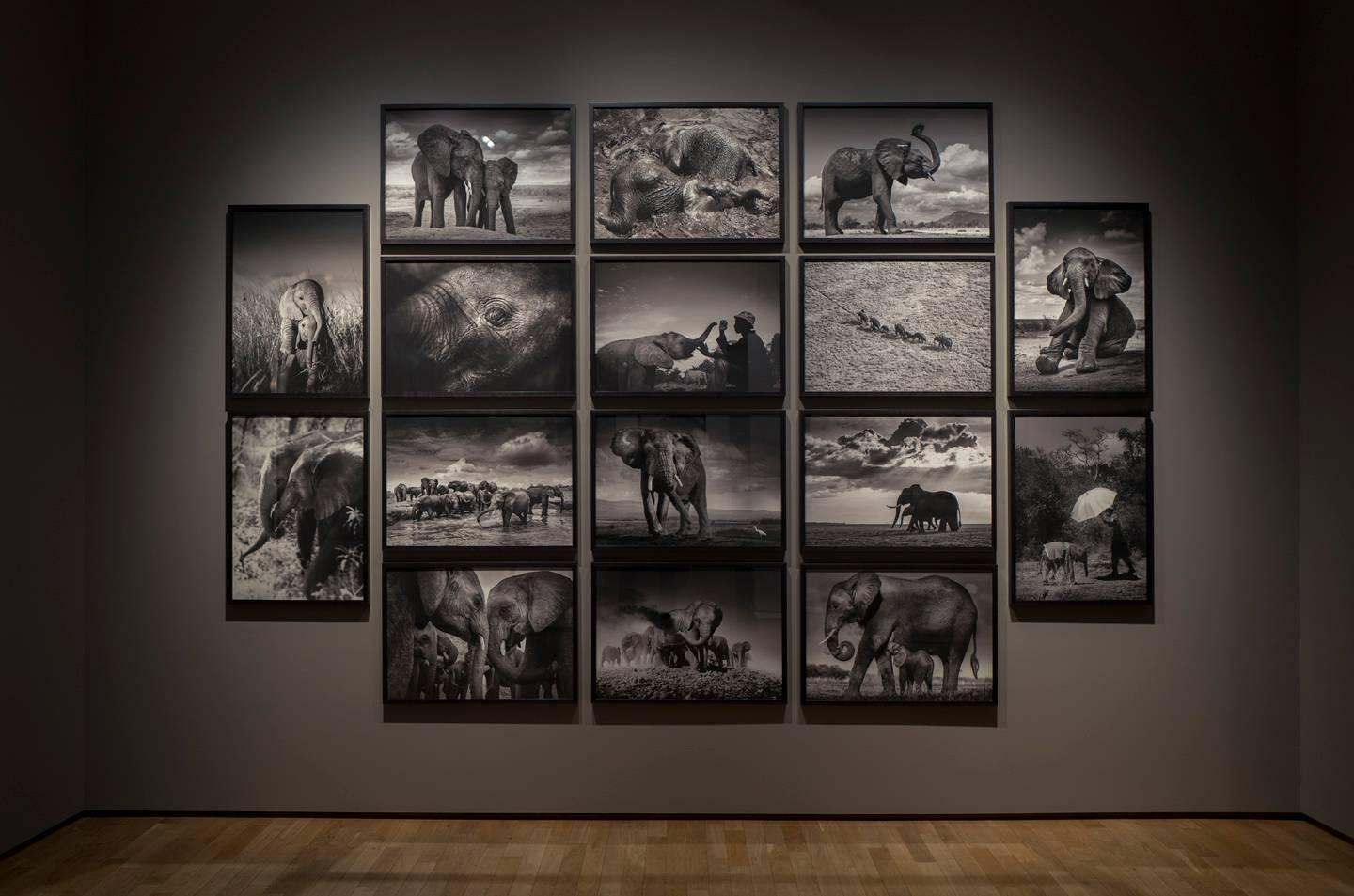 Joachim Schmeisser Landscape Photograph - Elephants in heaven, Kenya, 21st century, contemporary, wildlife, Fine Art Print