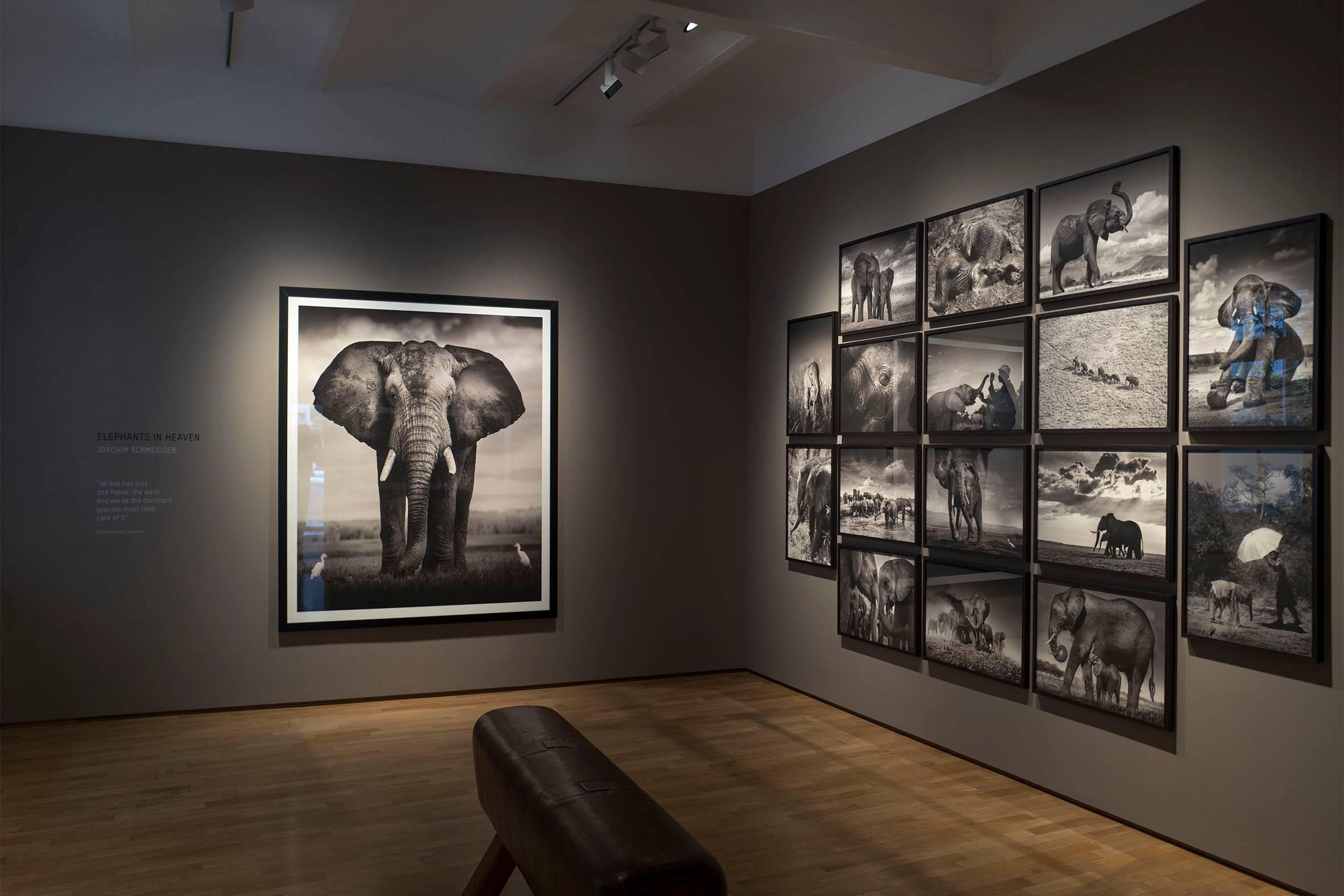 Elephants in heaven, Kenya, 21st century, contemporary, wildlife, Fine Art Print - Photograph by Joachim Schmeisser