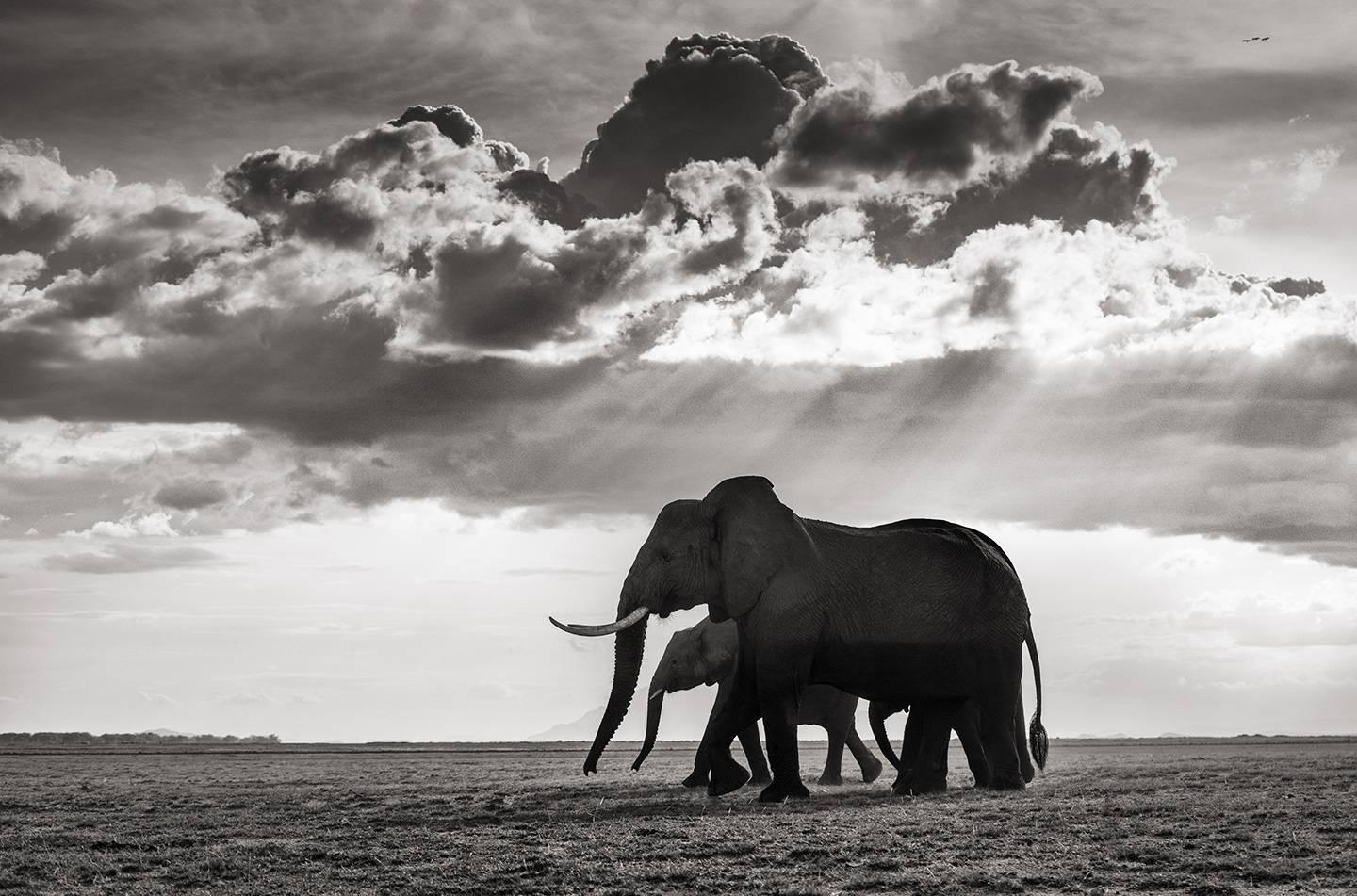 Joachim Schmeisser Black and White Photograph - Elephant group in Amboseli Kenya 