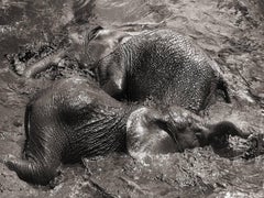 Mudbath III, Elephant, animal, wildlife, black and white photography, africa