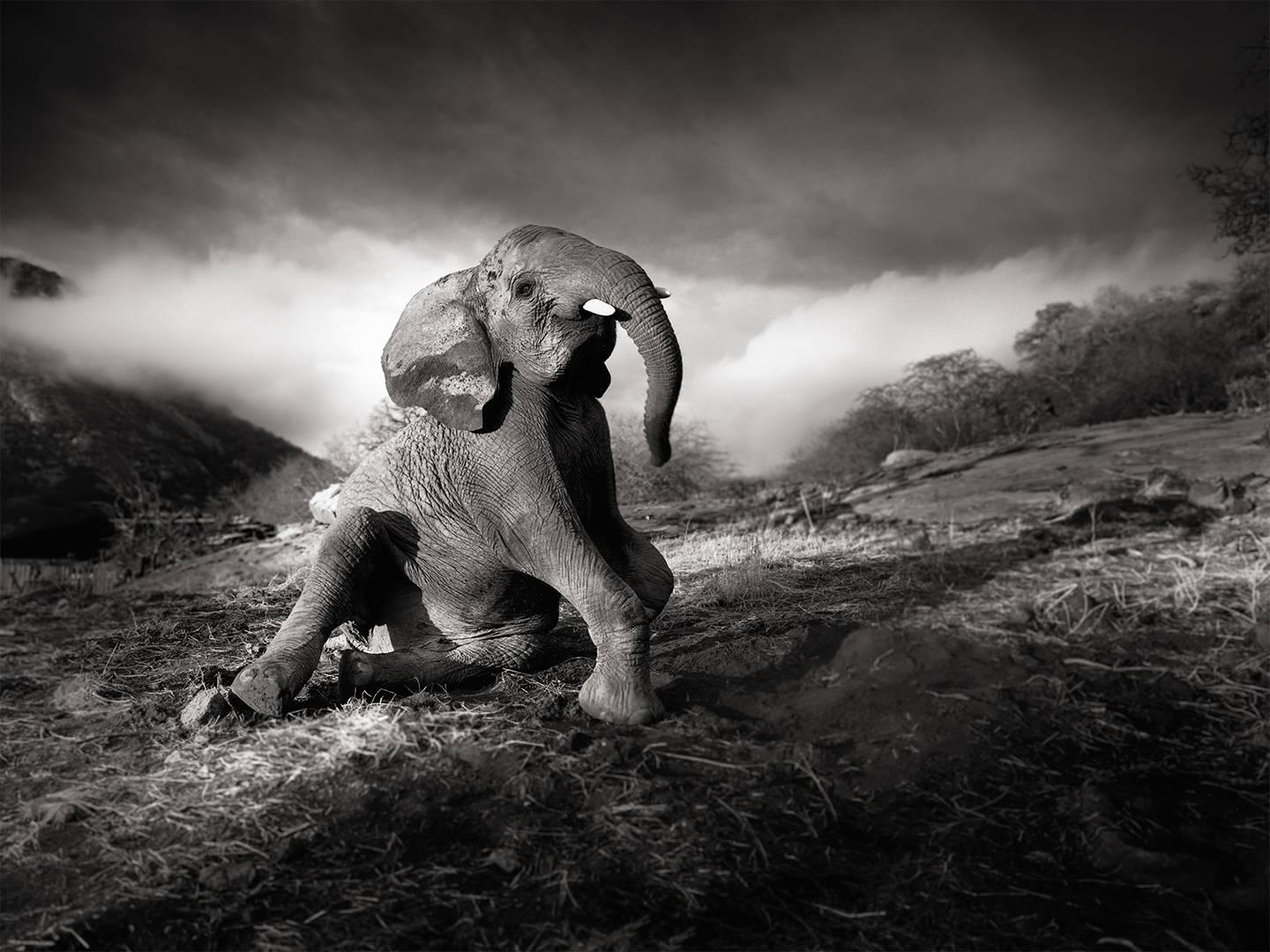 Joachim Schmeisser Black and White Photograph - Wonderful morning, Elephant, black and white photography, wildlife