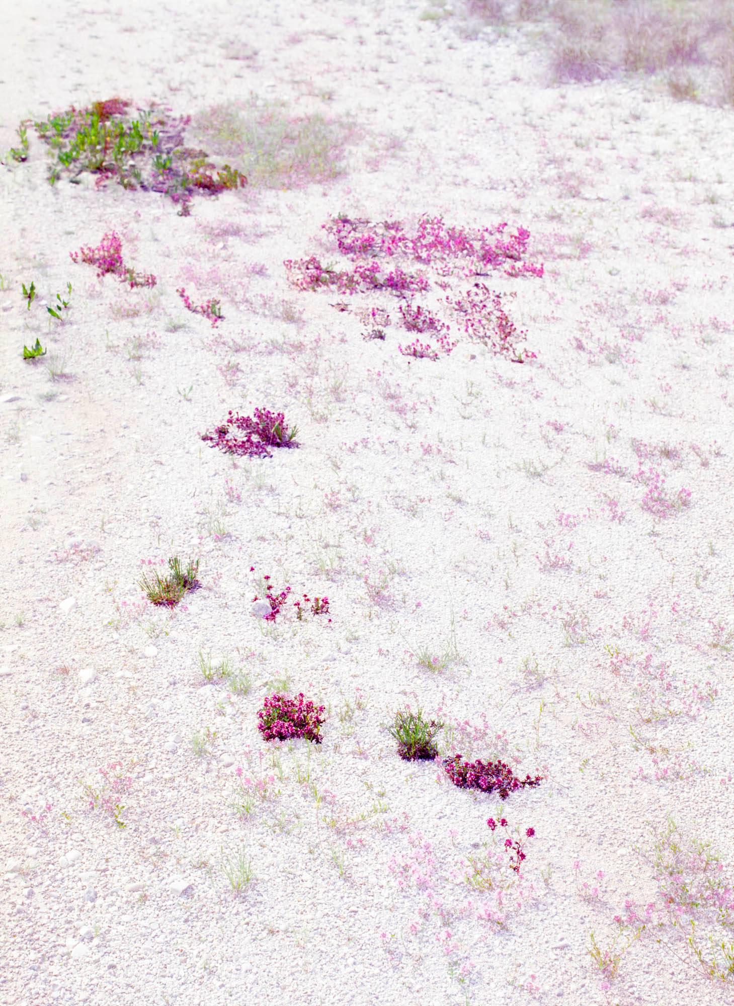 Gianfranco Pezzot Abstract Photograph - Flora Di Primavera