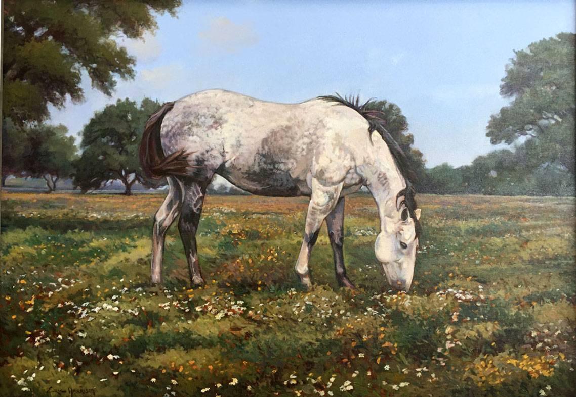 dapple grey horse for sale