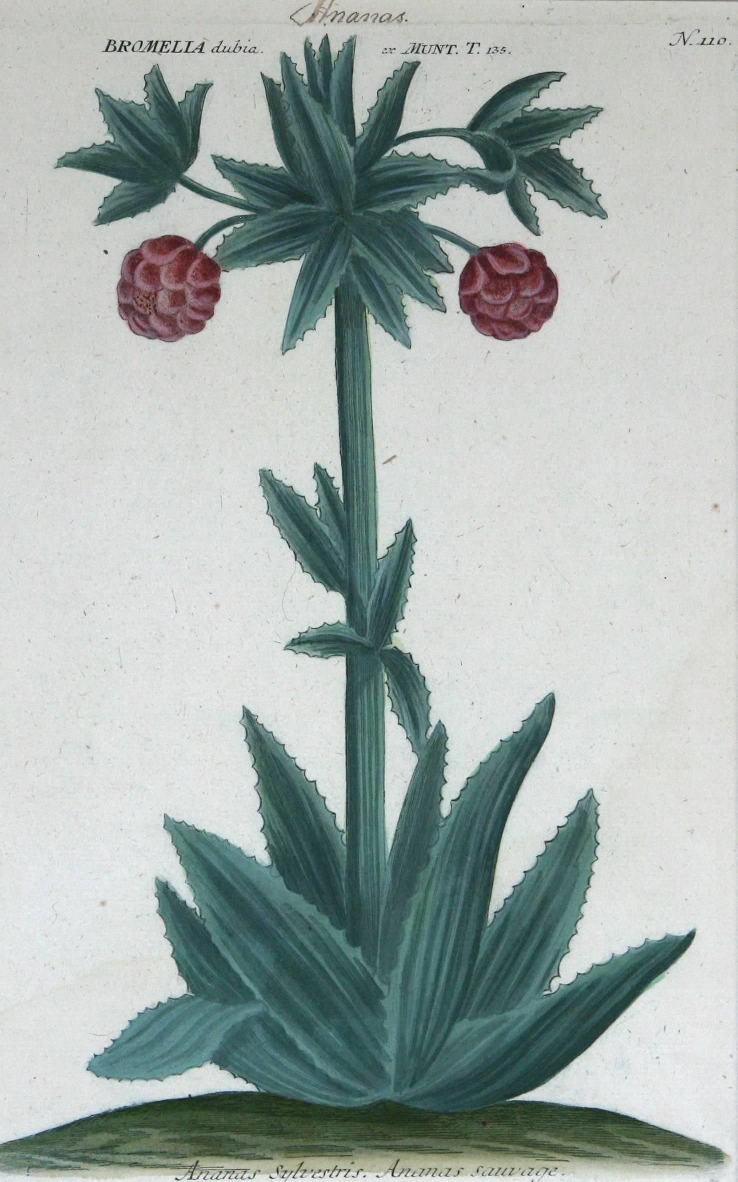 Still-Life Print Johann Wilhelm Weinmann - Ananus Sclvestris (ananas) N. 110 gravure à la manière noire avec coloration à la main