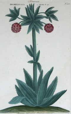 Ananus Sclvestris ( Ananas ) N. 110 incisione a mezzatinta con colorazione a mano