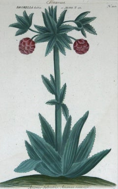 Ananus Sclvestris ( Ananas) N. 110 Schabkunststiche mit Handkolorierung