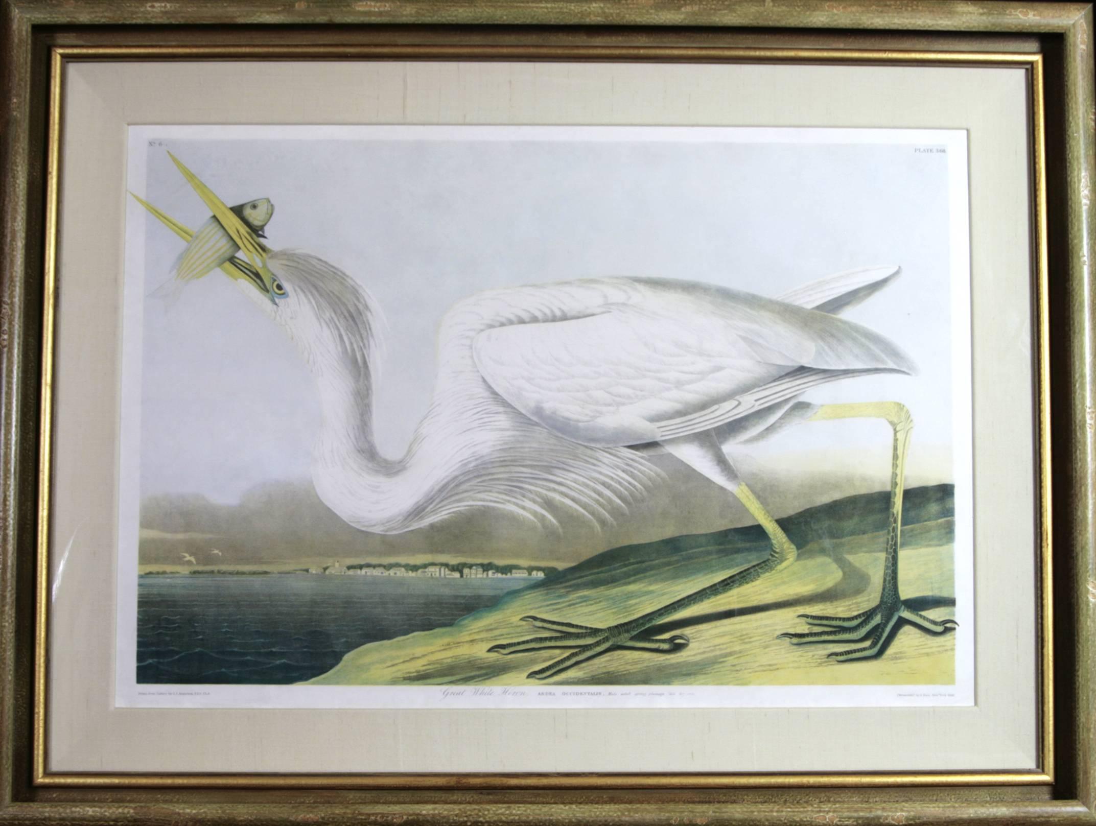 John James Audubon Animal Print - Great White Heron 1860 Audubon Bien Edition Original Chromolithograph