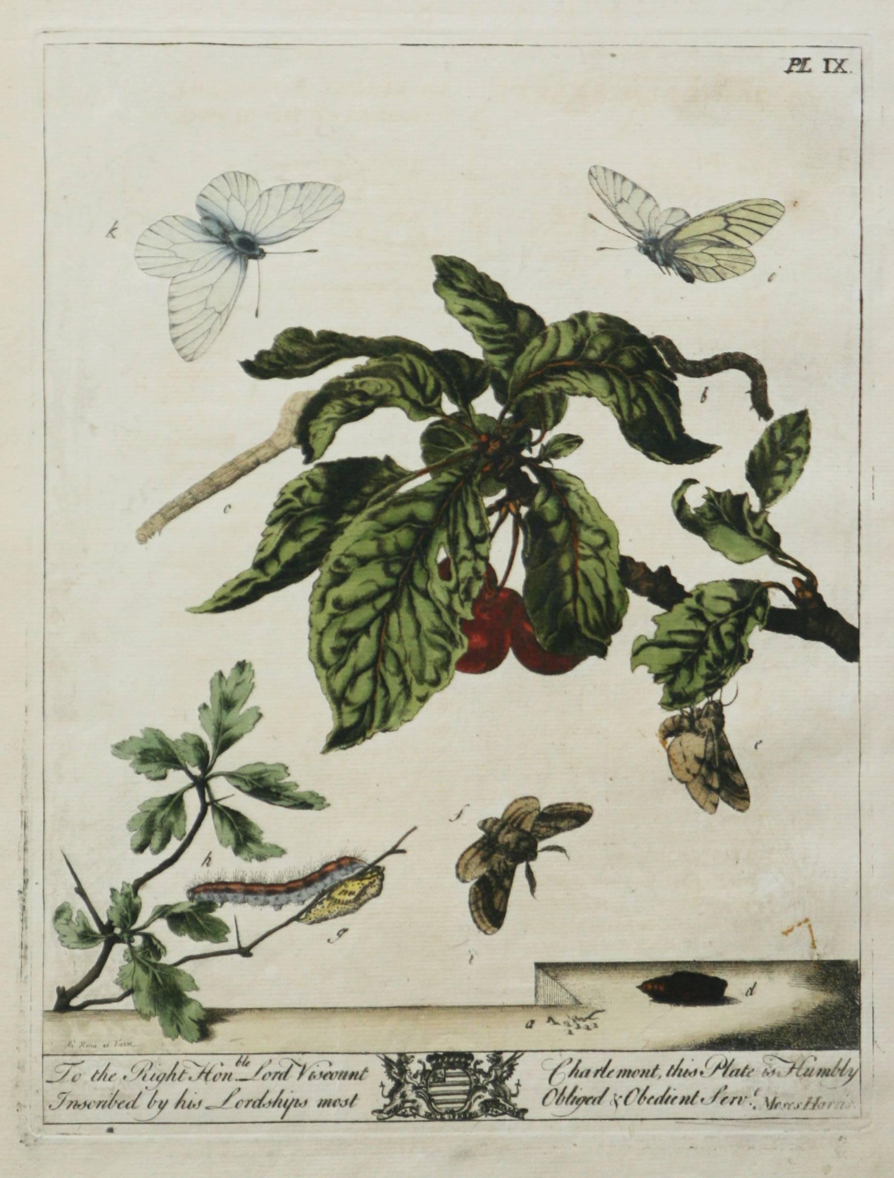 Moses Harris ( britannique 1731-1785)
L'Aurélien, une histoire naturelle des papillons de nuit et des papillons de jour anglais - Planche IX
Gravure colorée à la main
17.88 x 11.00
très bon état
  Plaque IX  tiré de l'ouvrage The Aurelian, A Natural
