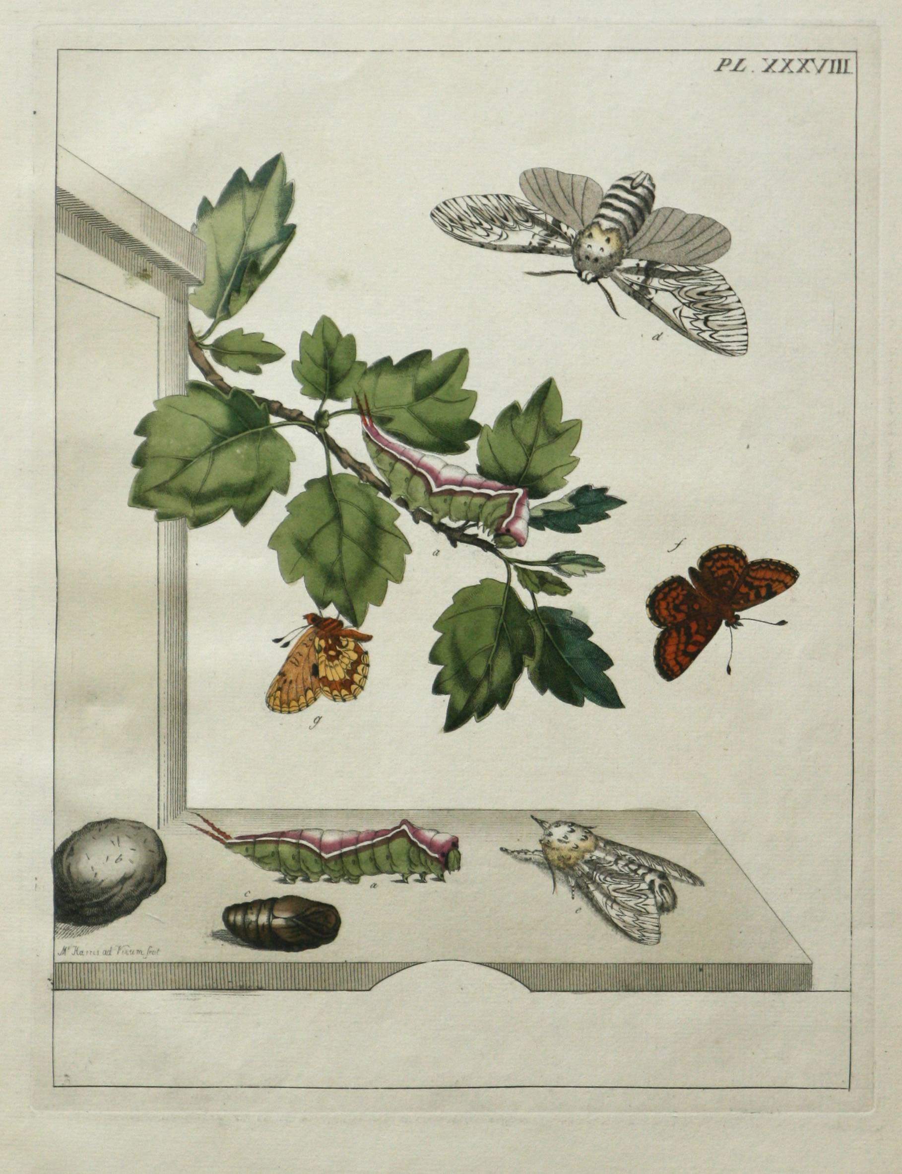 Moses Harris Print - The Aurelian, A Natural History of English Moths  Butterflies  Plate XXXVIII