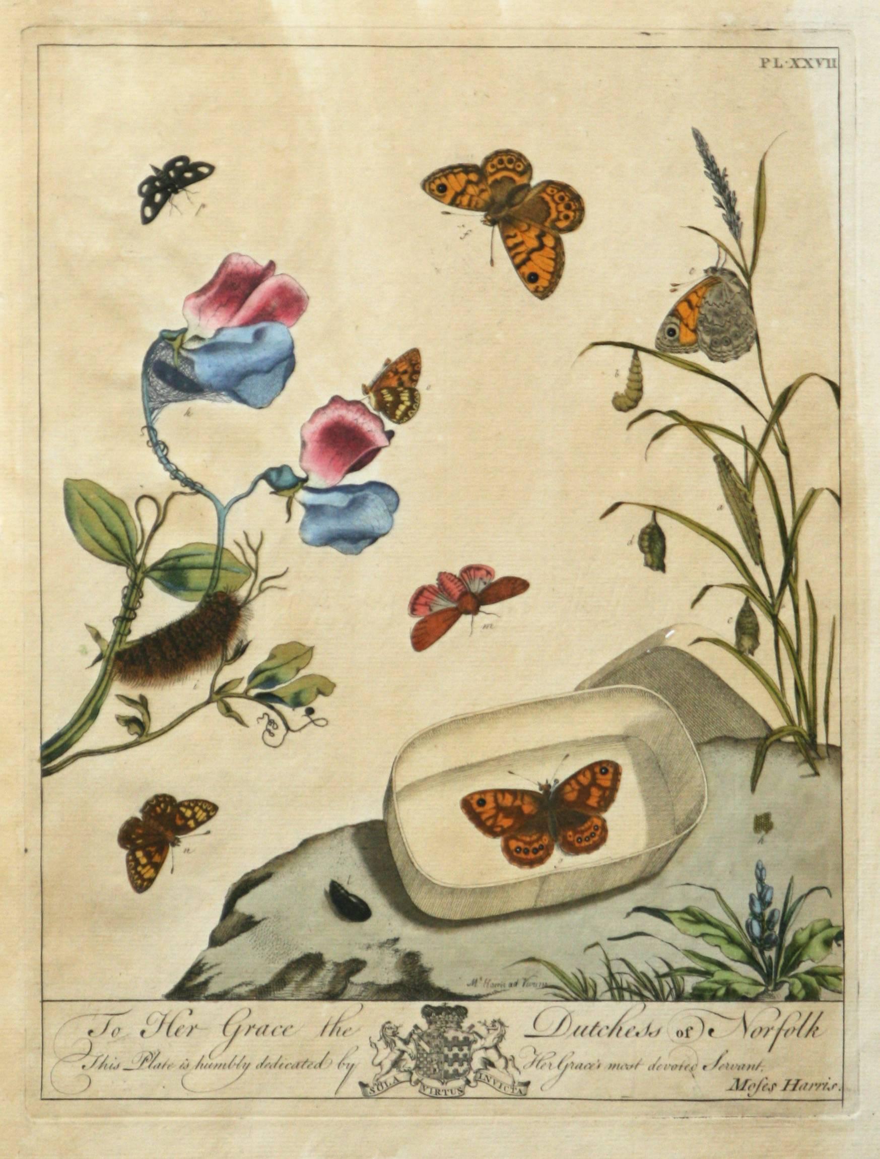 Moses Harris Print - The Aurelian, A Natural History  English Moths Butterflies Plate XXVII 1778 ed. 