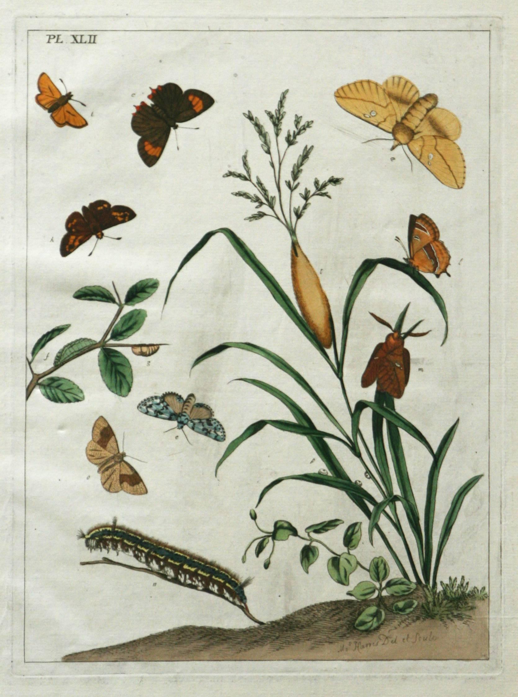 Moses Harris Print - The Aurelian, A Natural History of English Moths and Butterflies  Plate XLII