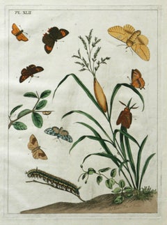 Antique The Aurelian, A Natural History of English Moths and Butterflies  Plate XLII