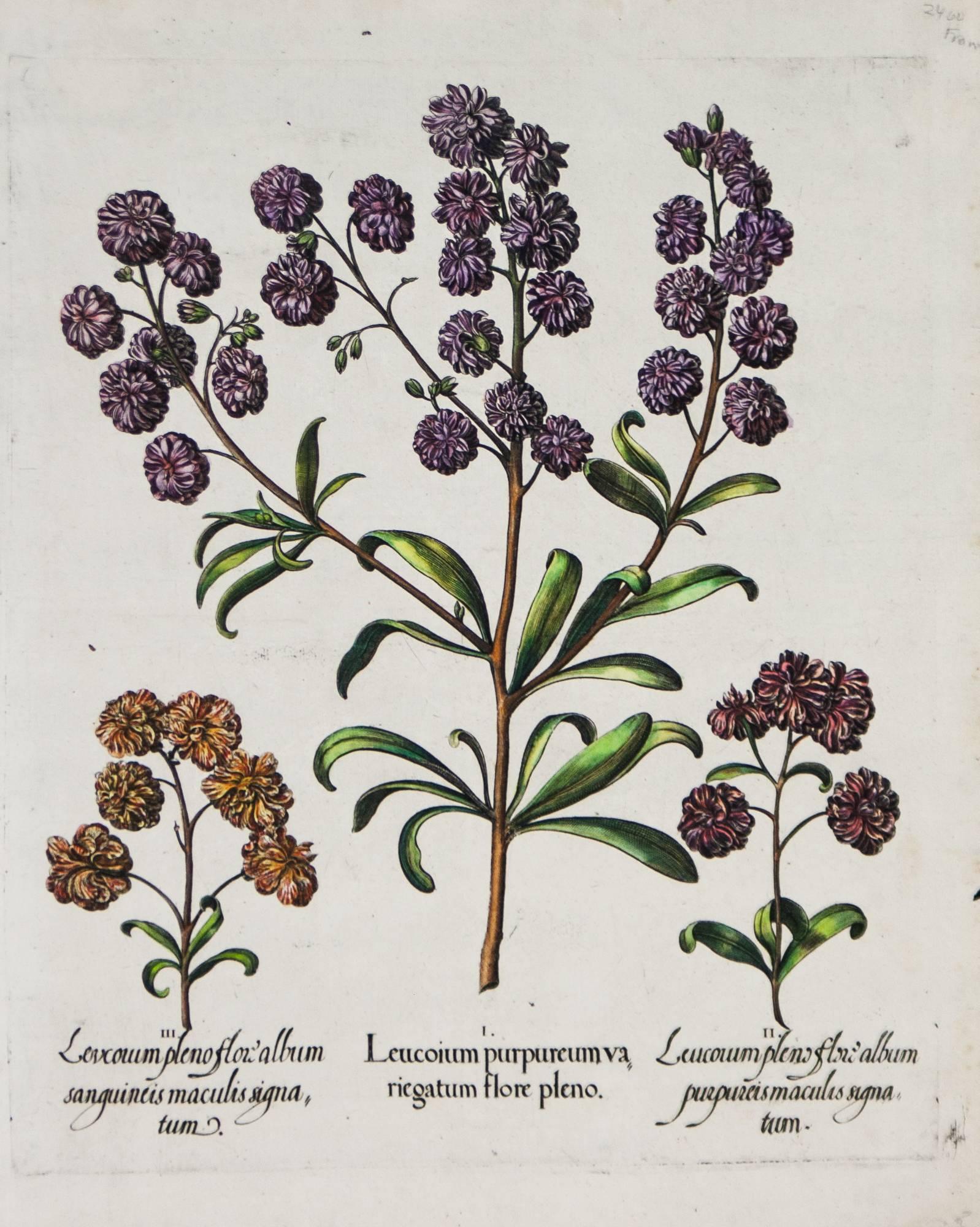 (After) Basilius Besler Landscape Print - Three Varieties of Leucoium , Hortus Eystettensis, ( after ) Besler 