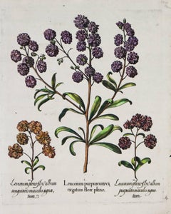 Tres variedades de Leucoium , Hortus Eystettensis, ( según ) Besler
