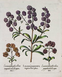 Trois variétés de Leucoium , Hortus Eystettensis, (d'après ) Besler 