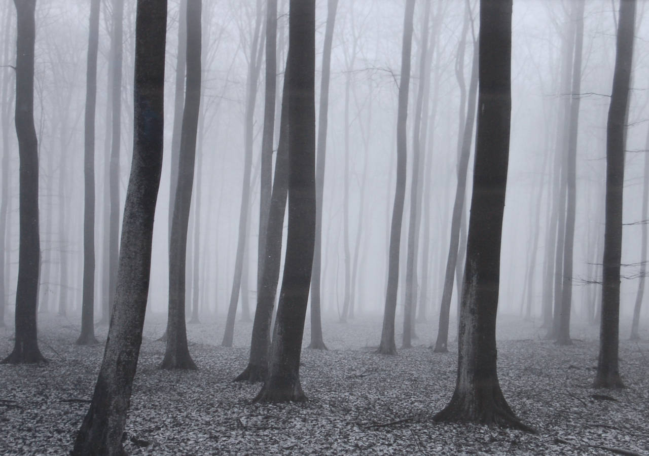 Luxembourg Woods - Photograph by Vincent Vallarino