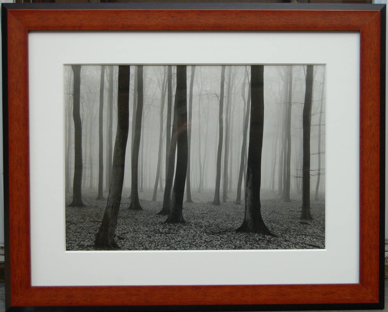 Vincent Vallarino Landscape Photograph - Luxembourg Woods