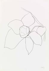Camellia II