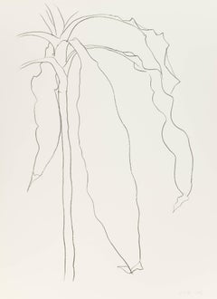 Dracena I